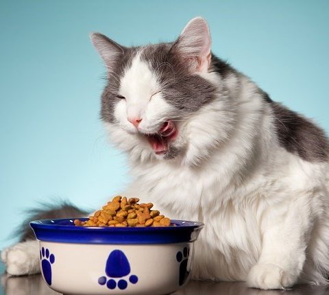 Best Vegan Cat Food in 2020