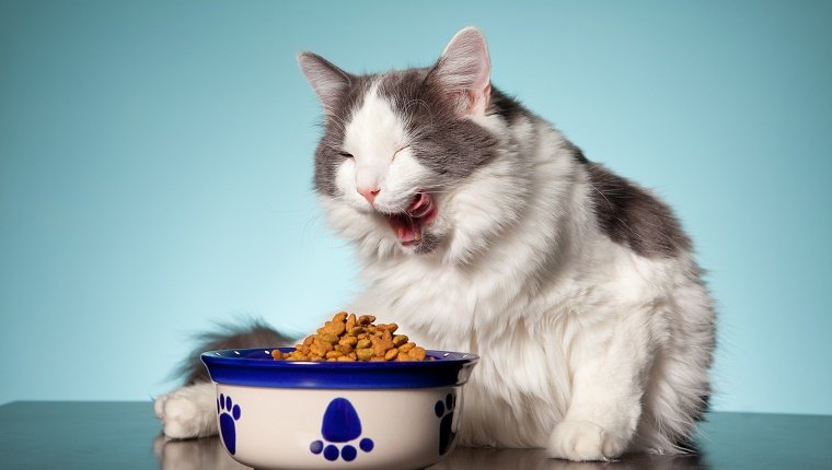 Best Vegan Cat Food in 2020
